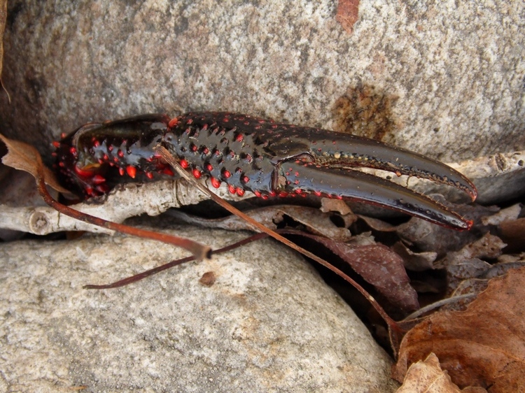 Procambarus clarkii ?